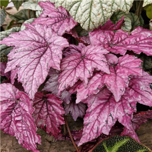 Begonia 'Candy Queen'